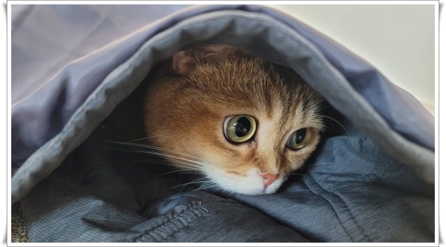 펫보험 비교를 위한 고양이 사진, 고양이가 옷 속에 숨어 얼굴을 내밀고 있음. 